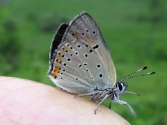 Lycaena candens