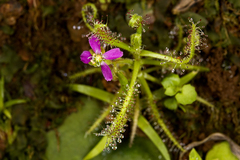 Drosera indica