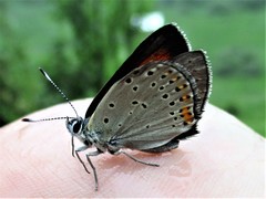 Lycaena candens