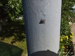 Diptera