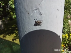 Diptera