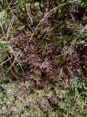 Sphagnum medium