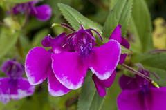 Impatiens oppositifolia