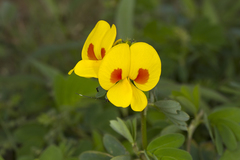 Smithia hirsuta