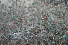 Gymnocarpos decander