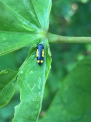 Ptosima gibbicollis