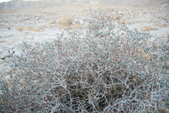 Gymnocarpos decander