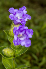 Strobilanthes sessilis