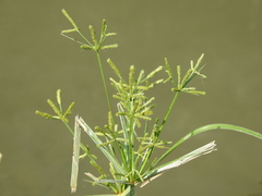 Cyperus imbricatus