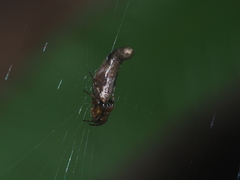 Cyclosa bifida