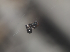 Cyclosa bulla
