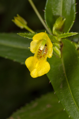Impatiens dalzellii