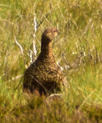 Lagopus lagopus scotica