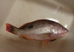 Lutjanus johnii
