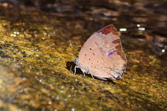 Arhopala alea