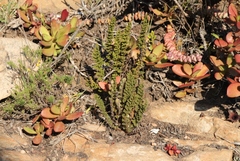 Cheilanthes hirta hirta