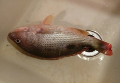 Lutjanus johnii