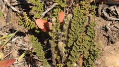 Cheilanthes hirta hirta