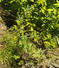 Potentilla approximata