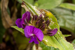 Flemingia nilgheriensis