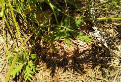 Potentilla approximata