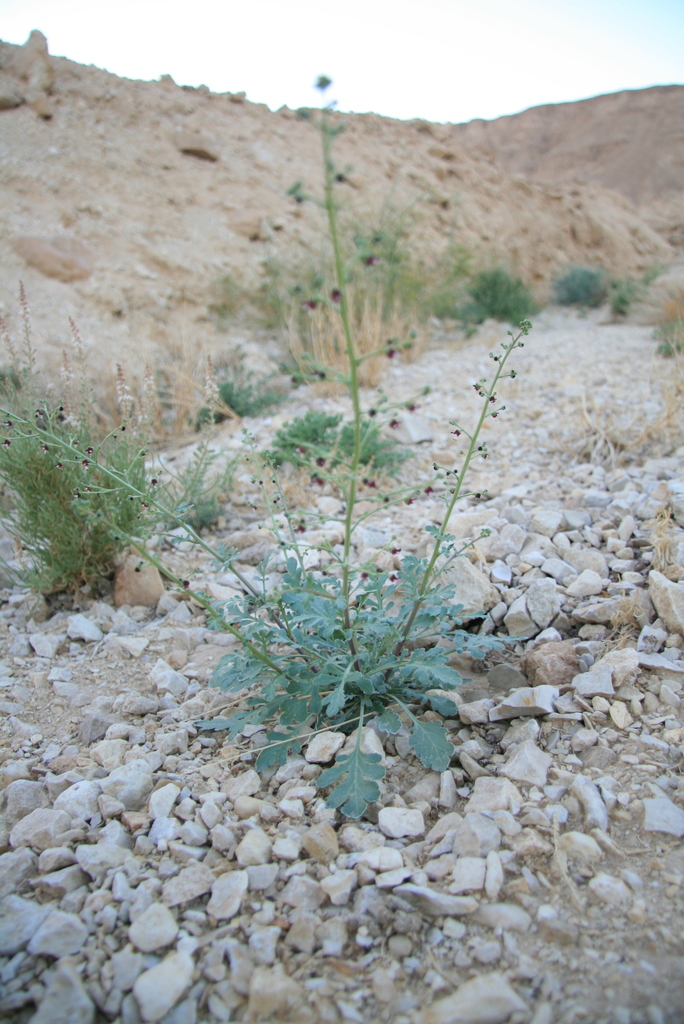 Scrophularia deserti
