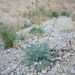 Scrophularia deserti - Photo 由 Mykyta Peregrym 所上傳的 (c) Mykyta Peregrym，保留部份權利CC BY-NC