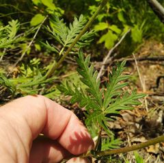 Potentilla approximata