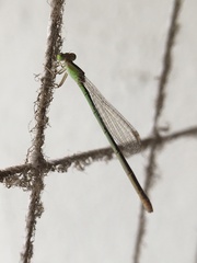 Agriocnemis pygmaea