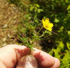 Potentilla approximata