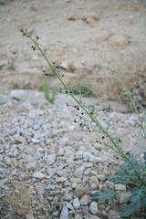 Scrophularia deserti