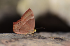 Abisara