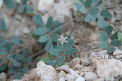 Seetzenia orientalis