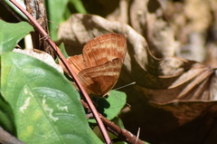 Abisara