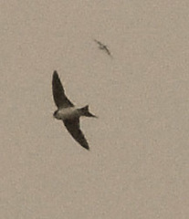 Delichon urbicum