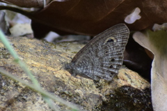 Ypthima baldus madrasa