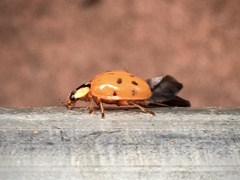 Harmonia axyridis