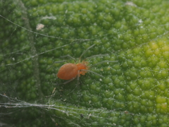 Anaxibia pictithorax