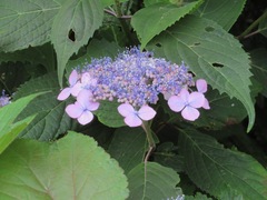 Hydrangea serrata