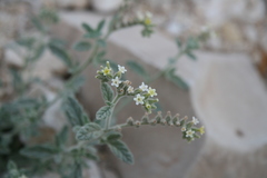 Heliotropium arbainense