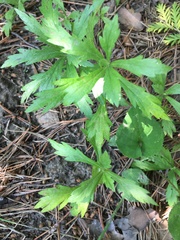 Artemisia integrifolia
