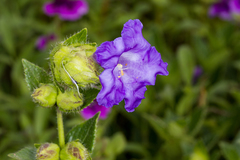 Strobilanthes sessilis