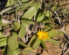 Glottiphyllum longum
