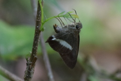 Hasora taminatus