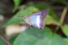 Hasora taminatus
