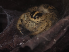 Hyllus diardi