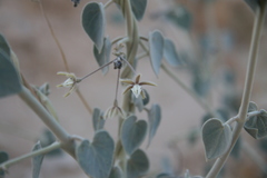 Pergularia tomentosa