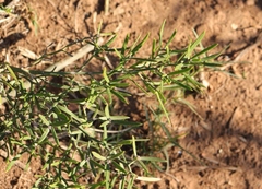 Asparagobius braunsi