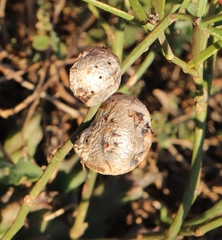 Asparagobius braunsi