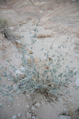 Pergularia tomentosa